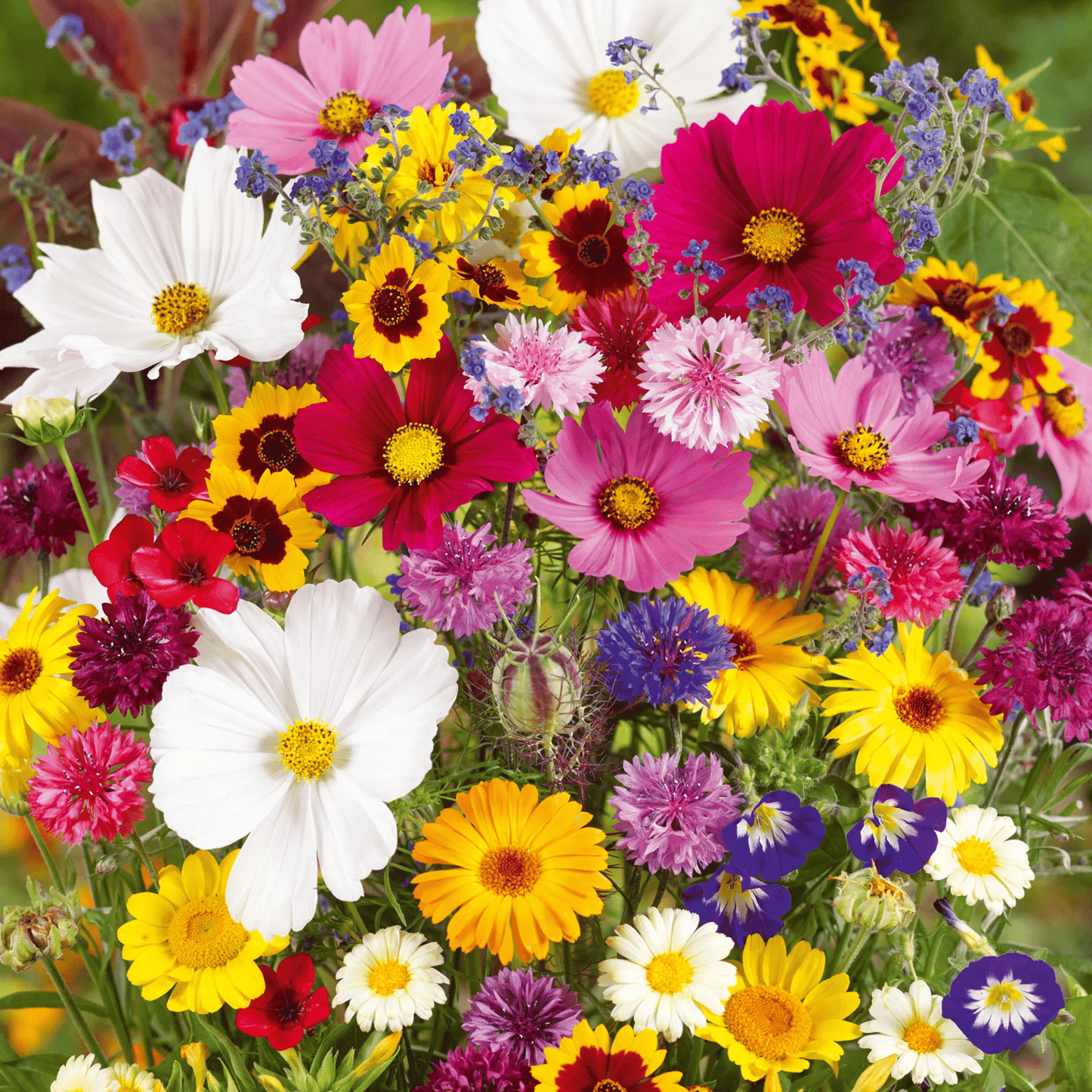 Mixed Perennial Flowers Seeds-Over 60 kinds mixed