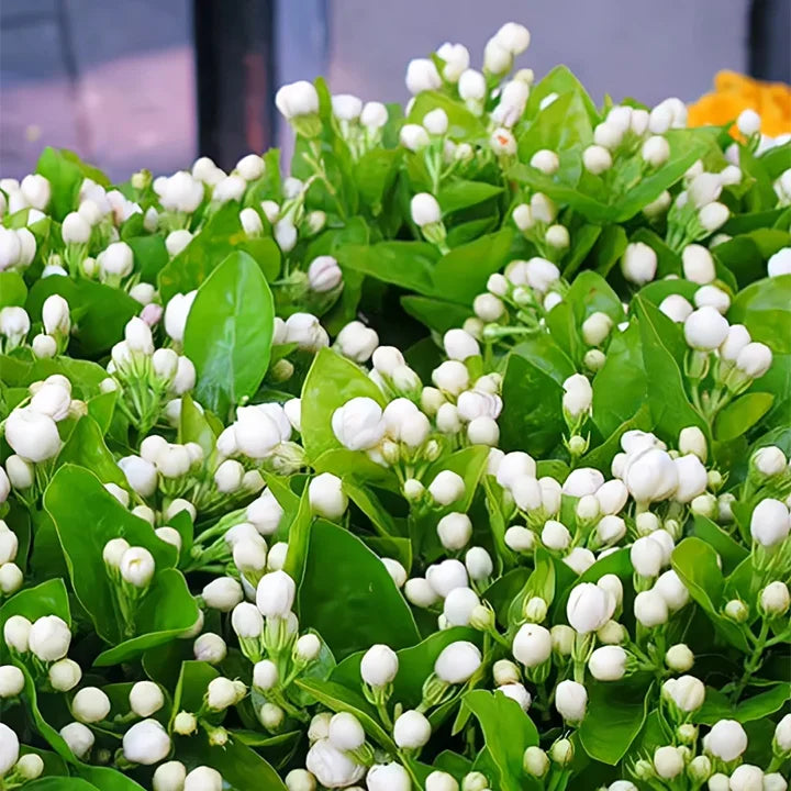 Jasmine Flower Seeds