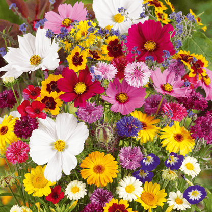 Mixed Perennial Flowers Seeds-Over 60 kinds mixed