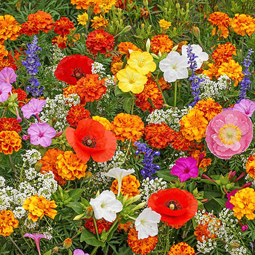 Mixed Perennial Flowers Seeds-Over 60 kinds mixed