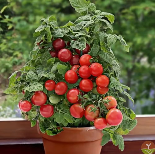 【7 days germination】Last Day 50% OFF Potted Dwarf Tomato Seeds